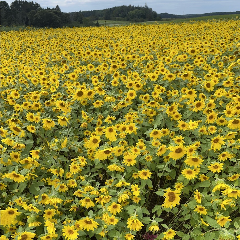 Meet your Posher, Lucy